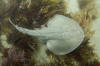 Thornback Ray 007