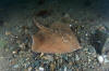 Thorny Skate