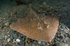 Thorny Skate 029