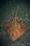 Thorny Skate