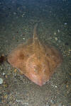 Thorny Skate