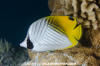 Threadfin Butterflyfish