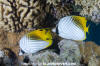 Threadfin Butterflyfish