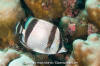 Threebanded Butterflyfish