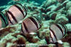 Threebanded Butterflyfish