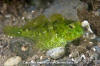 Tidepool Sculpin