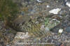 Tidepool Sculpin