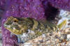 Tidepool Sculpin