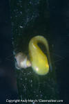 Tidepool Snailfish