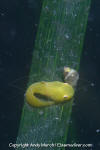 Tidepool Snailfish