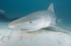 Tiger Shark 033