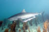 Tiger Shark Picture