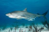 Tiger Shark