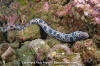 Tiger Reef Eel