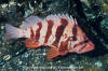 Tiger Rockfish