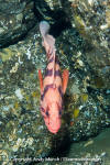 Tiger Rockfish