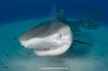 Tiger Shark