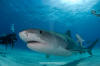 Tiger Shark