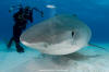 Tiger Shark