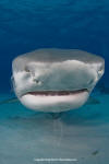 Tiger Shark