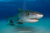 Tiger Shark 