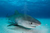 Tiger Shark