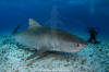 Tiger Shark