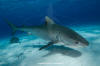 Tiger Shark