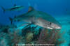 Tiger Shark