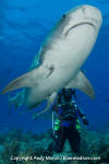 Tiger Shark