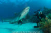 Tiger Shark