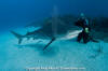 Tiger Shark