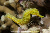 Tigertail Seahorse