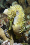 Tigertail Seahorse