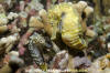 Tigertail Seahorse