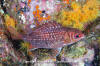 Tinsel Squirrelfish