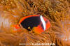 Tomato Anemonefish