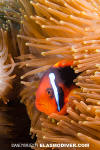 Tomato Anemonefish