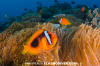 Tomato Anemonefish