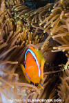 Tomato Anemonefish