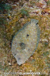 Tropical Flounder