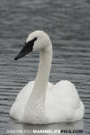 Trumpeter Swan