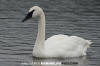 Trumpeter Swan