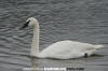 Trumpeter Swan