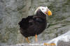 Tufted Puffin