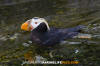 Tufted Puffin