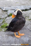 Tufted Puffin