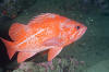 Vermilion Rockfish picture