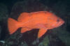 Vermilion Rockfish 006