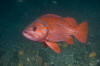 Vermilion Rockfish pic